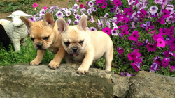 ACA French Bull dogs
