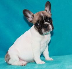 Gorgeous French Bulldog Puppies For Sale