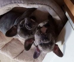 Kid's Friendly French Bulldog Puppies ready for sale