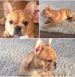 French Bulldog Puppy For Re-homing