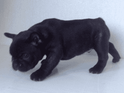 Amazing Blue French Bulldog Puppies For Sale