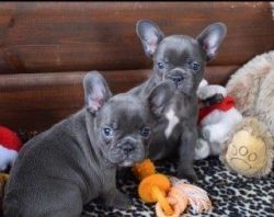 Lovable Frenchies bulldog puppies