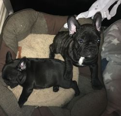 Stunning French Bulldog Puppy for sale.