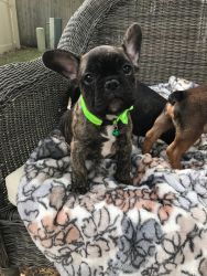 French bulldog puppies for sale!