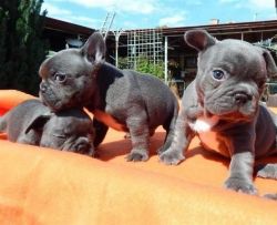 Adorable french bulldog Puppies(xxx) xxx-xxx5