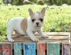 Sweet Frenches Bulldog Puppies