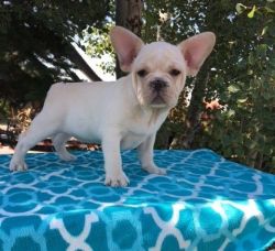 Beautiful French Bulldog puppies for sale.