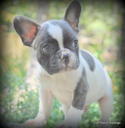 French Bulldog Puppy for free adoption