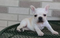 male and female french bulldog puppies ready