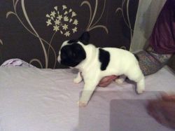 Chunky Pied French Bulldogs Puppies For Sale