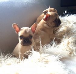 French Bulldog Puppies For Sale.