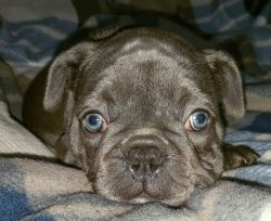 Amazing Quality French Bulldogs Puppies For Sale!