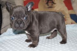 Ready Now, Stunning Frenchie Puppies - Kc Reg
