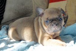 Last One, Lovely Chunky Frenchie Puppy - Kc Reg