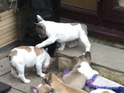 two outstanding french bulldog puppies ready now