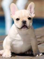 Full blooded French Bulldog puppies