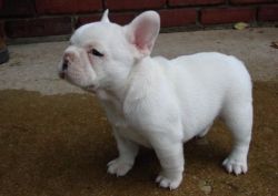 Affectionate French Bulldog Puppies for Sale