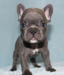 We have Lovable cute Blue French Bulldog puppies available