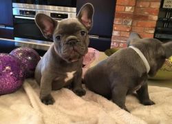 Stunning Female French Bulldog is ready for sale