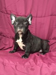 Litter of 6 Frenchies available 4 males /2 females