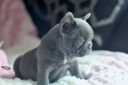 Blue French Bulldog Puppies Females Only