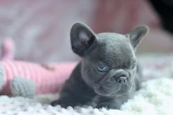 ** Frenchie Puppies ** Sired By Legend