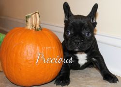 French Bulldog Puppy -- Precious