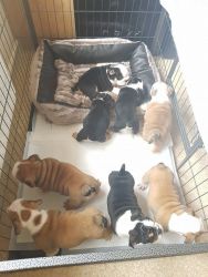 Kc Registered Bulldogs Rare Colours Now Ready
