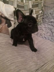 Kc Reg Blue French Bull Dog Puppies READY TO GO NOW