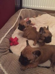 Quality Kc Registered Blue Fawn French Bulldogs
