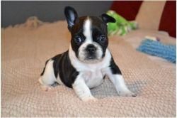 Brindle French Bulldog Puppies available now