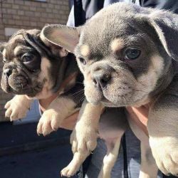 Quality french bulldog puppies for sale akc papers