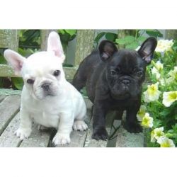 899898 French Bulldog Puppies For Adoption