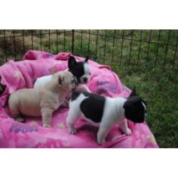 Male And Female Frenchies Puppies