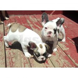 ere We Have 2 Beautiful Blue Fawn French Bulldog For Stud They Are Kc