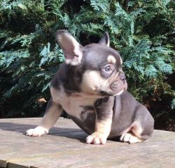 French Bulldogs Puppies For Sale