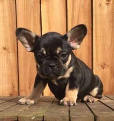 French Bulldogs Puppies For Sale