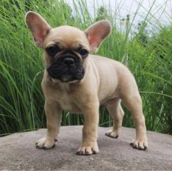 French Bulldog puppies available. Text (xxx) xxx-xxx2