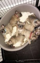 French Bulldog pups for adoption