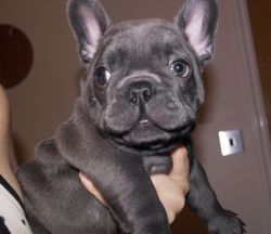 high quality french bulldog puppies available