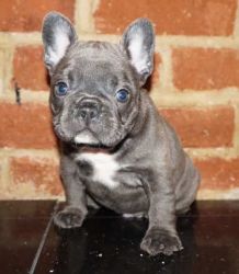 Beautiful French Bulldog Puppies for sale