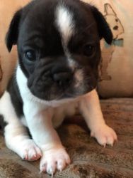 Kc Reg Blue French Bull Dog Puppies READY TO GO NOW o.......