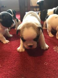 Quality Kc Registered Blue Fawn French Bulldogs