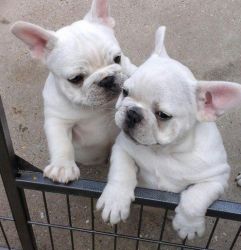 Beautiful French Bulldogs Puppies available.