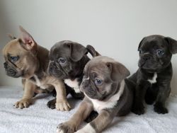 Agile French Bulldog Puppies for sale