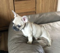 Reduced Frenchie Puppies Fully Vaccinated