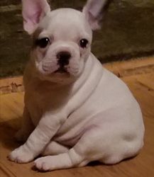Frenchie Babies For Sale