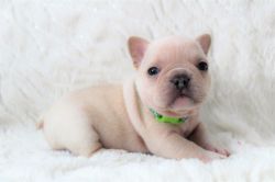 FRENCH BULLDOG AVAILABLE NOW