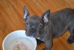 Active male and female French bulldog puppies