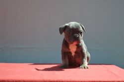 French Bulldog Puppies (xxx) xxx-xxx2